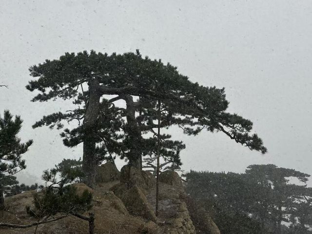 刚刚，泰山又下雪了！景区紧急通告：下午4点起，暂停开放！