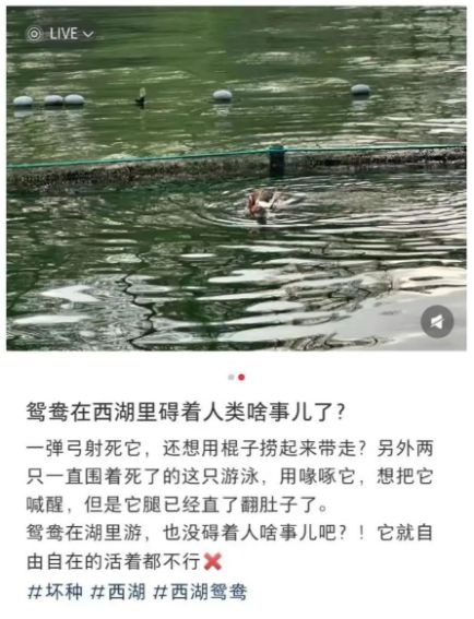 “也没碍着人啥事儿吧？”杭州西湖有人用弹弓射杀鸳鸯？景区：警方正调查