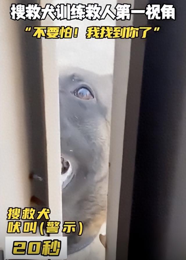 搜救犬发现幸存者时眼神打动人心，它不会说话但胜过千言万语