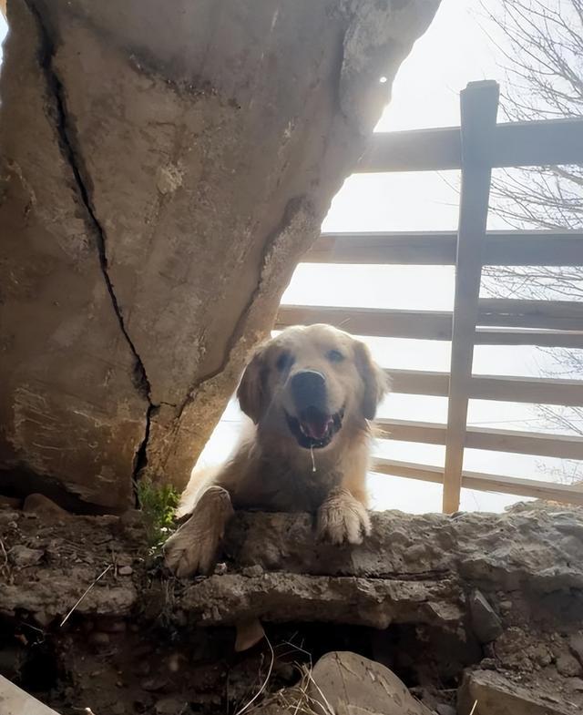 搜救犬发现幸存者时眼神打动人心，它不会说话但胜过千言万语