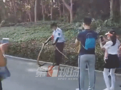 惊出一身冷汗！广东男子公园散步时碰到1米长眼镜蛇！紧急提醒