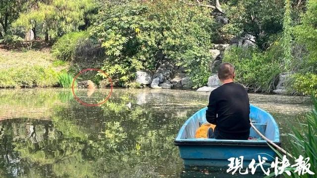 卡皮巴拉出逃40天，江苏一动物园发悬赏公告：3只集体“越狱”，霸总、躲躲已被抓