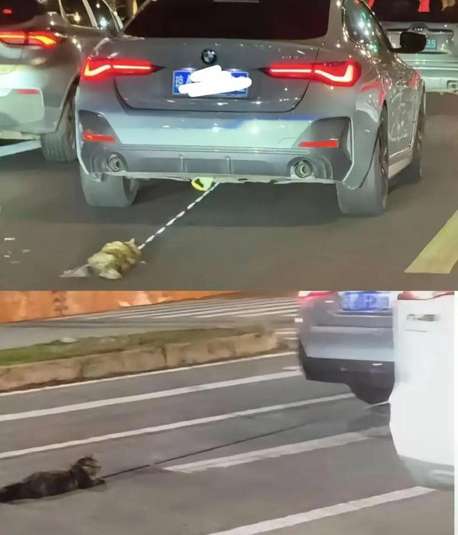 宝马女司机驾车拖行小猫致死，海口警方：已立案调查