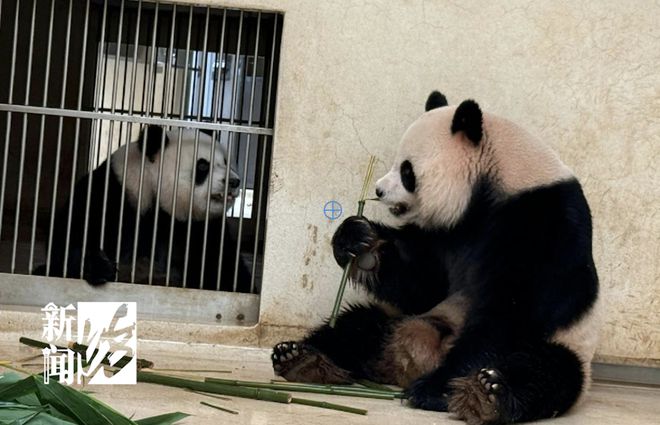 大熊猫“安安”被曝不近女色？粉丝急了：一天就知道吃吃吃！