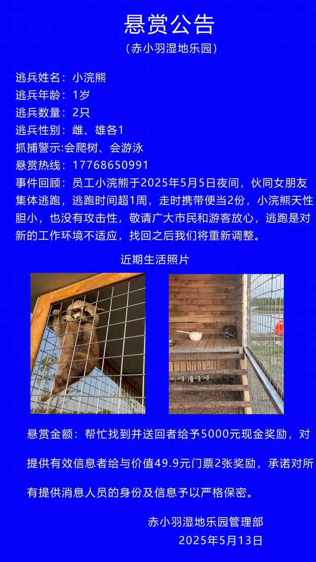 江苏1岁小浣熊伙同女友携便当出逃，园方：回吧，换大房子了