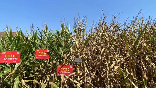 “懒汉”都能种的玉米？迪卡C1210成大户心头好