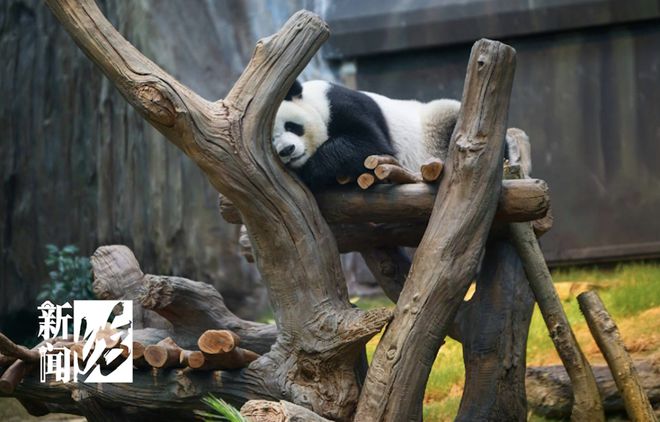 大熊猫“安安”被曝不近女色？粉丝急了：一天就知道吃吃吃！