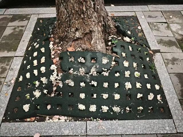 不要挖、不要吃！杭州多地“疯狂冒头”