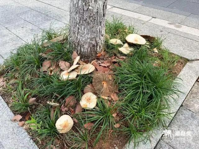 不要挖、不要吃！杭州多地“疯狂冒头”