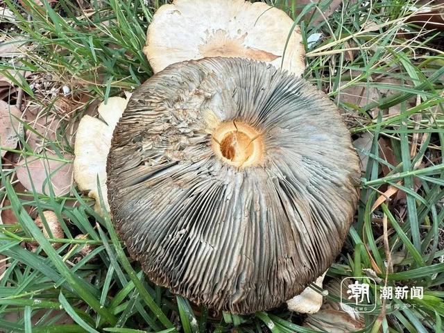 不要挖、不要吃！杭州多地“疯狂冒头”