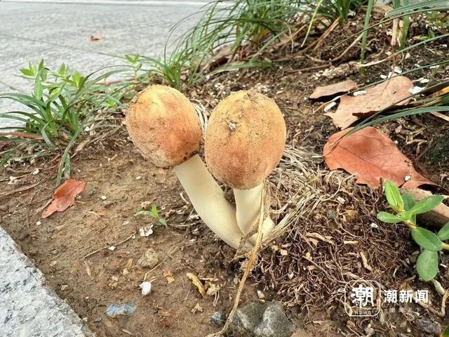 不要挖、不要吃！杭州多地“疯狂冒头”