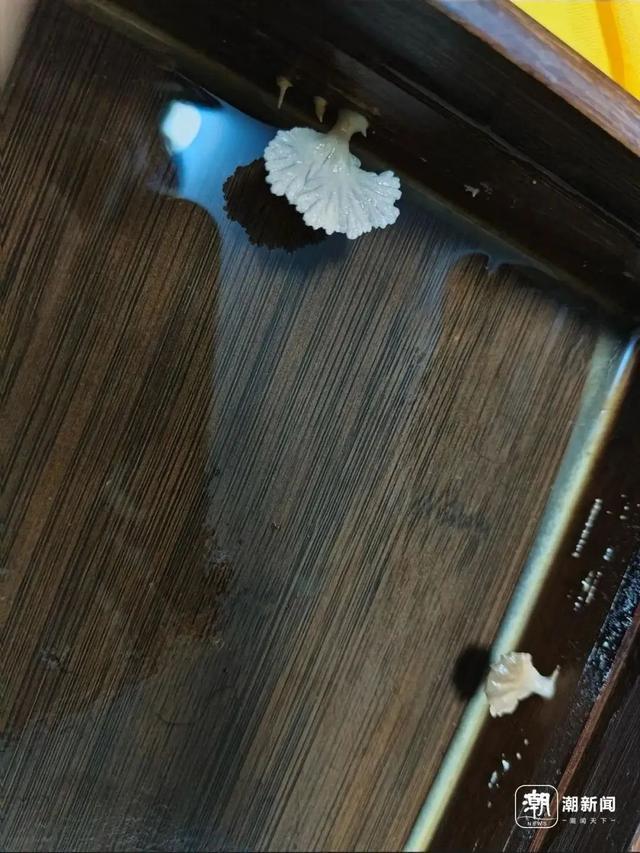 不要挖、不要吃！杭州多地“疯狂冒头”