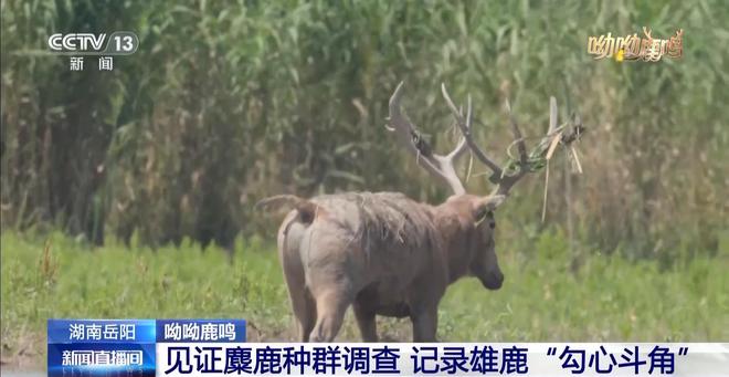 缠鹿角、涂泥巴，进入发情季的雄鹿这样“秀肌肉”