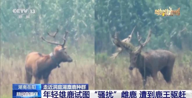 缠鹿角、涂泥巴，进入发情季的雄鹿这样“秀肌肉”