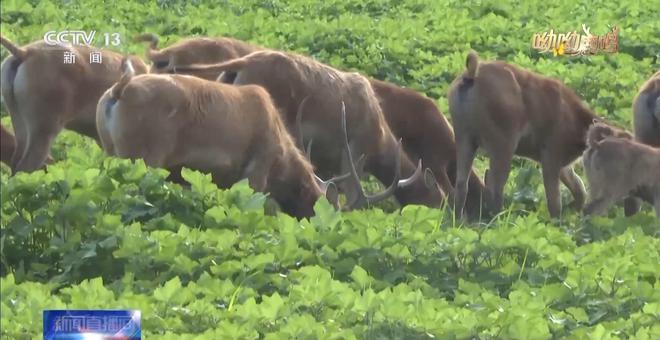 缠鹿角、涂泥巴，进入发情季的雄鹿这样“秀肌肉”