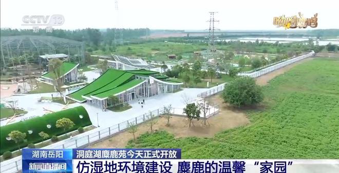 缠鹿角、涂泥巴，进入发情季的雄鹿这样“秀肌肉”