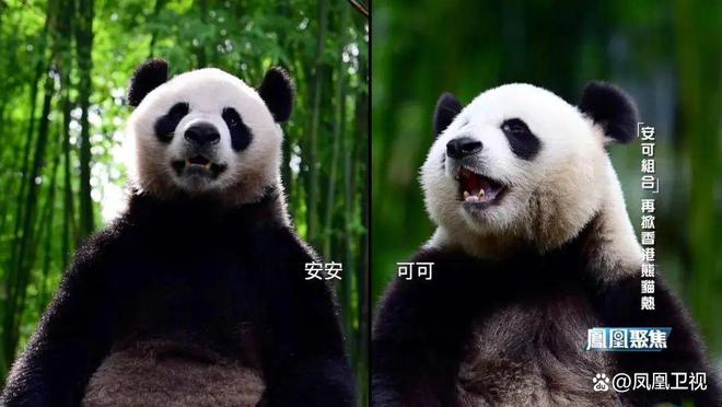 大熊猫“安安”被曝不近女色？粉丝急了：一天就知道吃吃吃！