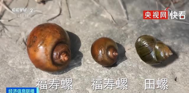 粉色预警！粉色预警！杭州人千万别碰，看到立即上报！