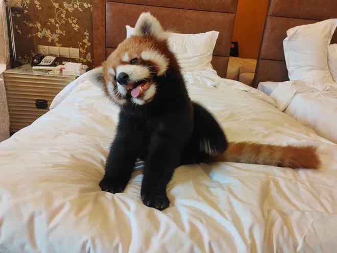 重庆一五星级酒店推出小熊猫叫早巡房服务引争议，当地林业局：已责令停止并调查