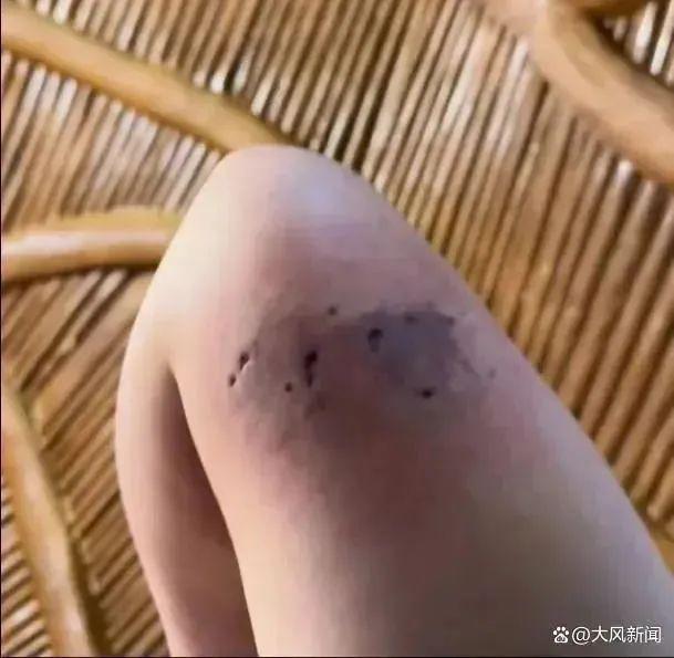 重庆一五星级酒店推出小熊猫叫早巡房服务引争议，当地林业局：已责令停止并调查