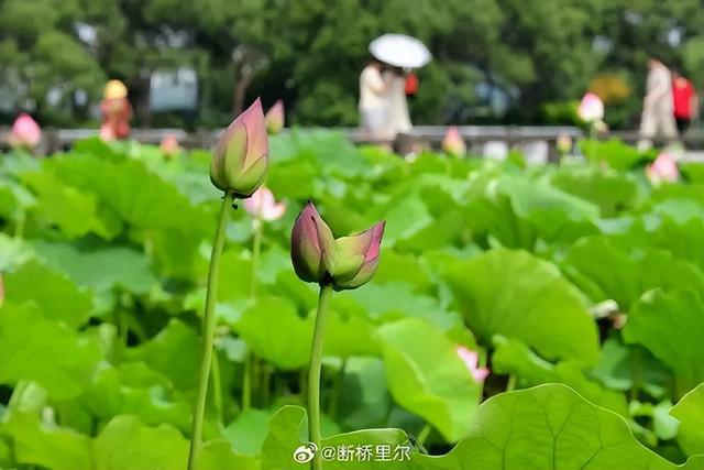 刚刚确认：马上杀到杭州！明天提前出门！