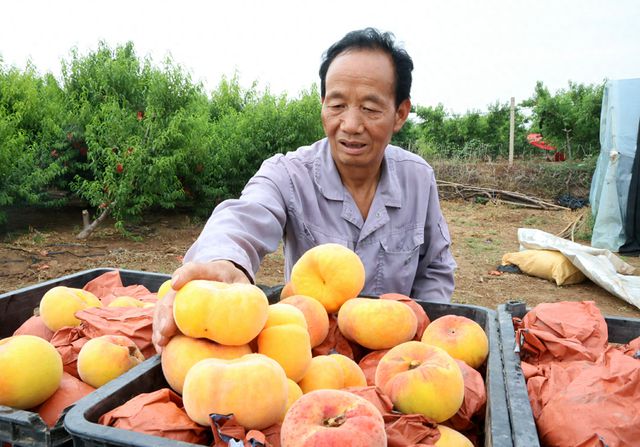 洛阳孟津：鲜桃成熟季 采摘正当时