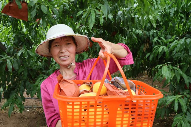 洛阳孟津：鲜桃成熟季 采摘正当时
