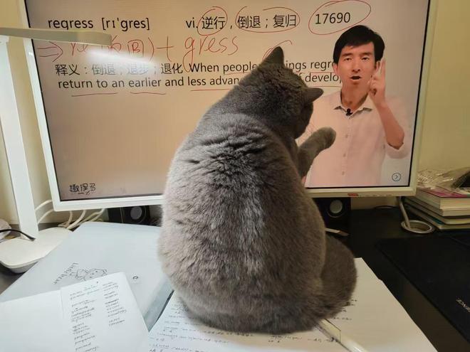 女子6岁的小猫发烧不吃不喝，母亲误认为将离世准备悼词：希望猫咪来世考上大连理工