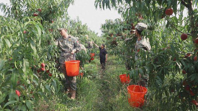 潢川县：乡村果农“愁”满天  民兵出“机”情满园