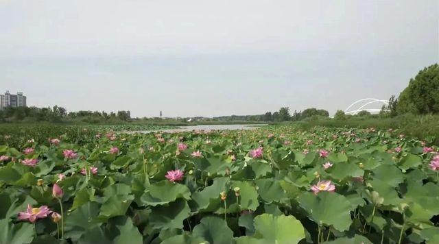 荷香满河南！寻一处荷塘，赴一场诗意之约