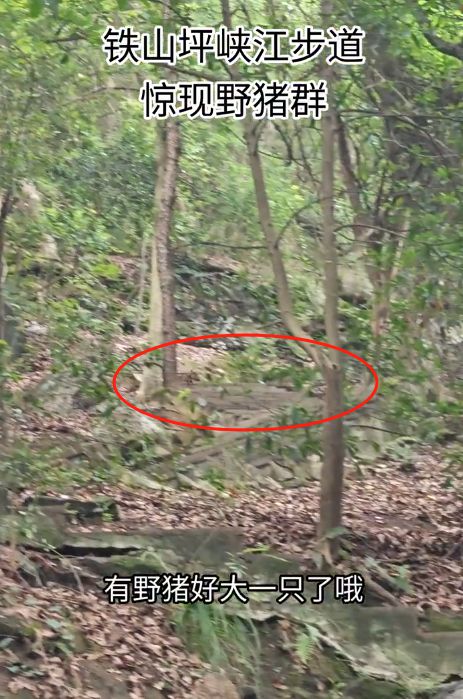 重庆徒步爱好者爱去的铁山坪峡江步道惊现野猪群！江北区旅游服务中心：将安排景区处理