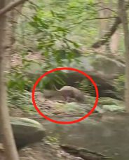 重庆徒步爱好者爱去的铁山坪峡江步道惊现野猪群！江北区旅游服务中心：将安排景区处理
