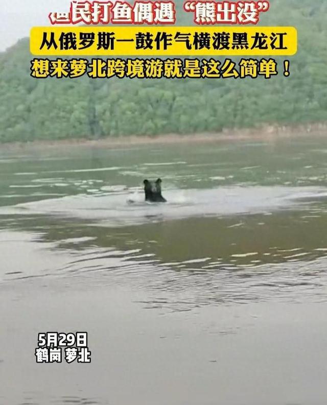 黑熊横渡黑龙江从俄罗斯“偷渡”到中国，当地回应