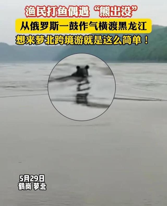 黑熊横渡黑龙江从俄罗斯“偷渡”到中国，当地回应