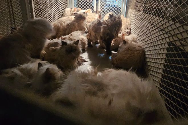 美国69岁女子弃养上百只猫，高温天气锁车内闷死