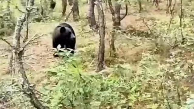 云南一地多次发现“熊出没”，镇政府：非必要不入山