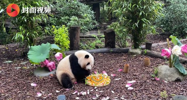花花、和叶5岁啦！成都“顶流”姐妹花今天过生日