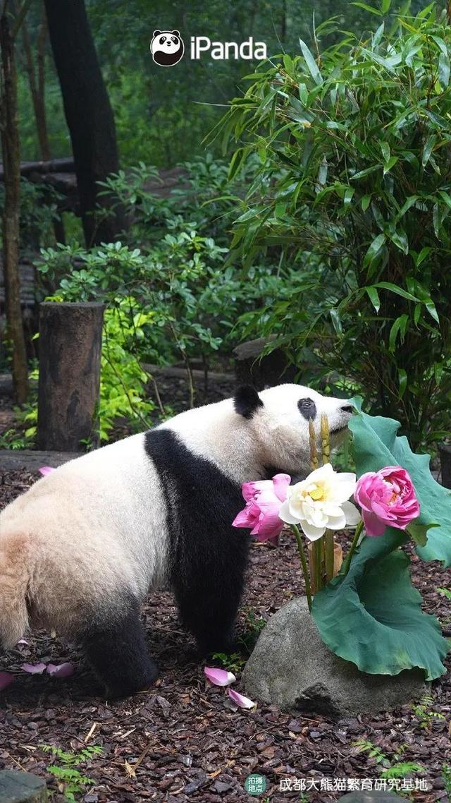 花花、和叶5岁啦！成都“顶流”姐妹花今天过生日