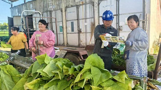 泌阳供电公司护航烤烟季“黄金叶”