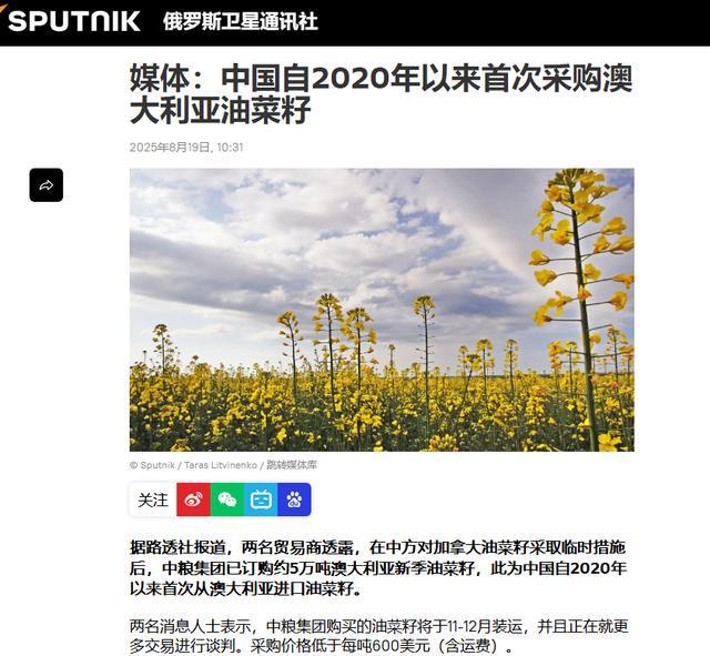 中国重启澳油菜籽进口：中粮订 5 万吨新季货，更多交易在谈判