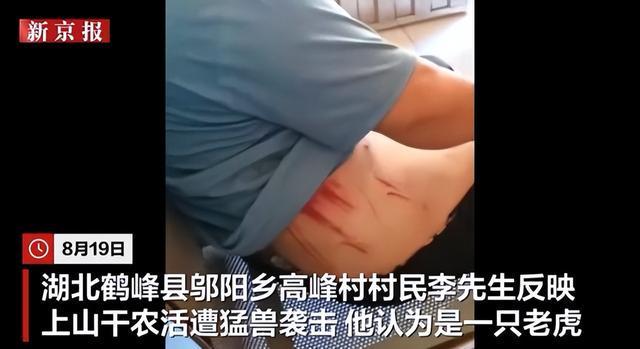 湖北鹤峰通报“一村民干活时称遭大型猫科动物袭击”：目前未发现大型猫科动物（含老虎）相关活动痕迹