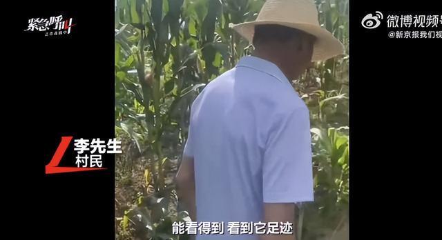 湖北鹤峰通报“一村民干活时称遭大型猫科动物袭击”：目前未发现大型猫科动物（含老虎）相关活动痕迹