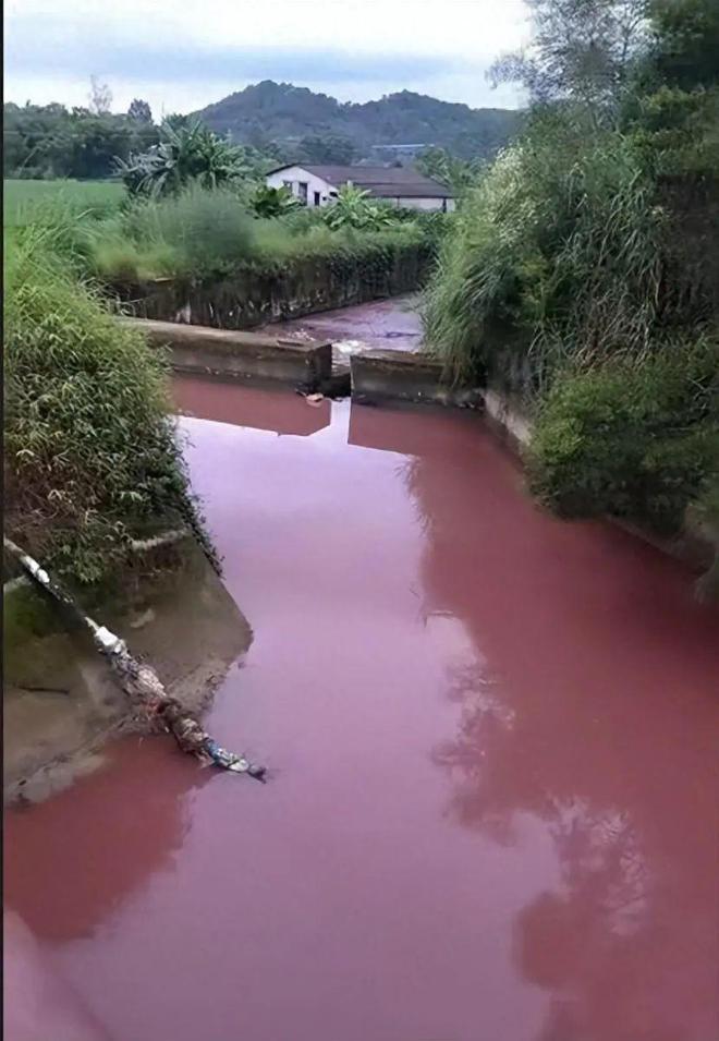 广东肇庆回应“河道水域变粉红色”：上游鱼塘消毒液倾泻导致，现水已变清，水质检测指标正常