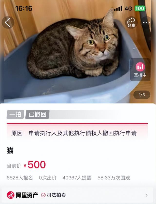 法拍狸花猫被撤销拍卖，已有6528人报名，工作人员：参与竞拍的保证金将原路返还