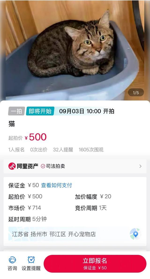 法拍狸花猫被撤销拍卖，已有6528人报名，工作人员：参与竞拍的保证金将原路返还