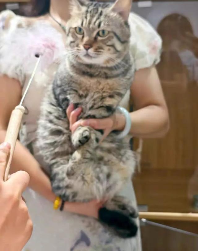法拍狸花猫被撤销拍卖，已有6528人报名，工作人员：参与竞拍的保证金将原路返还