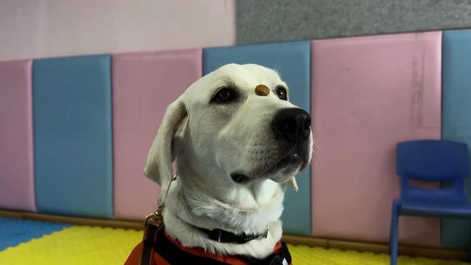 长沙孤独症服务犬“糖糖”首次上岗，情绪超稳定！“星星的孩子”说：我喜欢它的尾巴