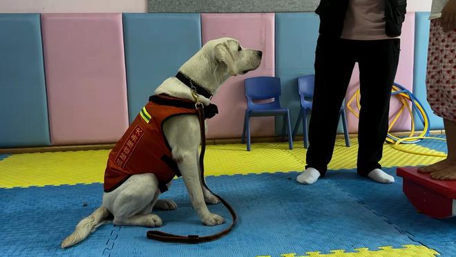 长沙孤独症服务犬“糖糖”首次上岗，情绪超稳定！“星星的孩子”说：我喜欢它的尾巴