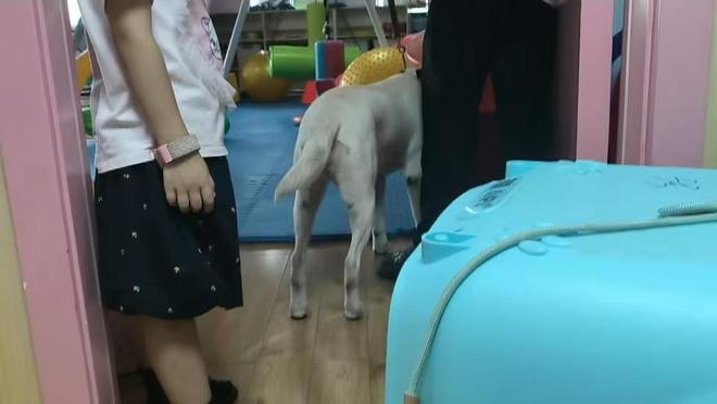 长沙孤独症服务犬“糖糖”首次上岗，情绪超稳定！“星星的孩子”说：我喜欢它的尾巴