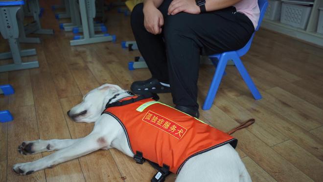 长沙孤独症服务犬“糖糖”首次上岗，情绪超稳定！“星星的孩子”说：我喜欢它的尾巴